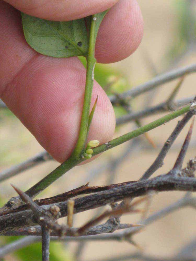            Petiole (Riverside, CA)   